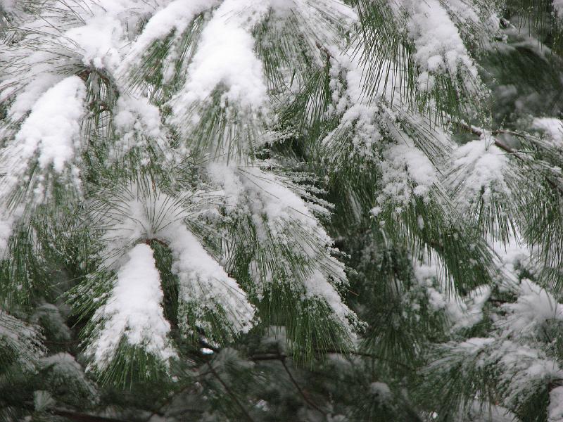 2008-12-07_First_Snow 019.jpg